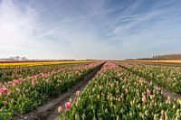 Champs de tulipes sur Goeree-Overflakkee