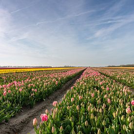 Champs de tulipes sur Goeree-Overflakkee sur Wessel Dekker