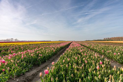 Tulpenvelden op Goeree-Overflakkee van Wessel Dekker