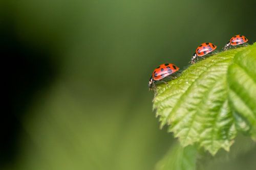Little ladybird family