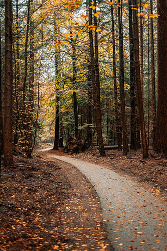 Sfeer en beleving in het bos