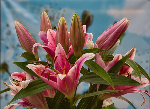 Roze lelies op een blauwe achtergrond