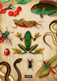 Tropische Wandtafel mit Reptilien und Insekten von Studio POPPY