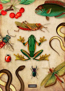 Tropische Wandtafel mit Reptilien und Insekten