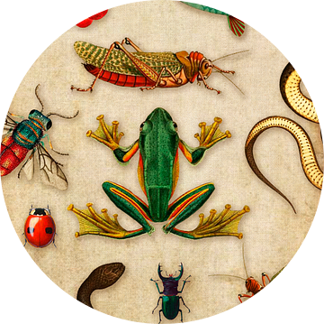 Tropische schoolplaat met reptielen en insecten van Studio POPPY