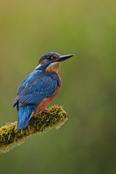 Martin-pêcheur – profil