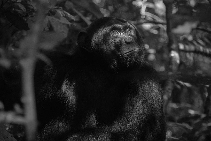Chimpanzé, Ouganda, Noir et blanc par Oscar Kroon
