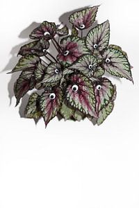 Voir la plante