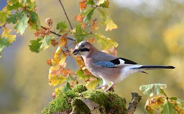 jays by Wiltrud Schwantz