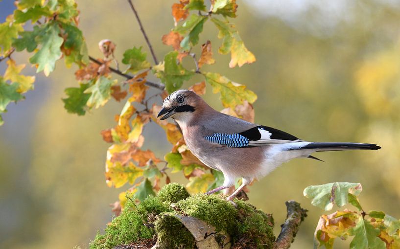 Eichelhäher von Wiltrud Schwantz