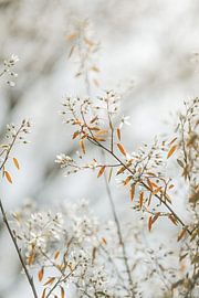 Le printemps en avril