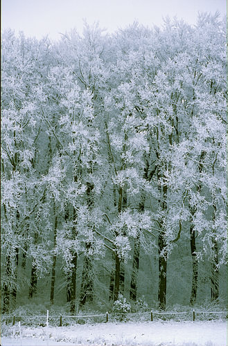 besneeuwde bomen II
