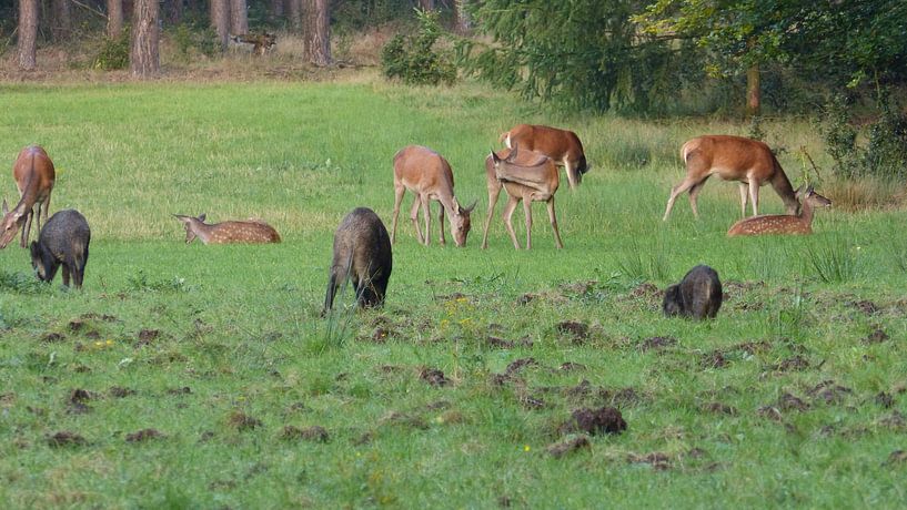 Herten, Zwijnen von Gijs van Veldhuizen