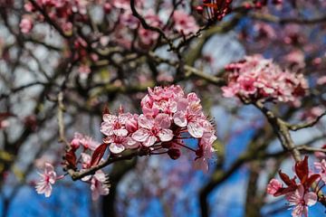 Prachtige bloesem van een fruitboom in de lente
