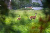 zwei Hirsche auf einer Wiese von Matthias Korn Miniaturansicht