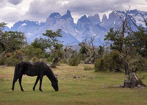 Ein Wildpferd auf einer Grasebene in Patagonien