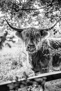Scottish Highlanders Wanna Play?