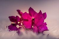 Nahaufnahme Orchidee, Blumenstillleben
