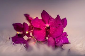 Nahaufnahme Orchidee, Blumenstillleben von Sabine Keijzer