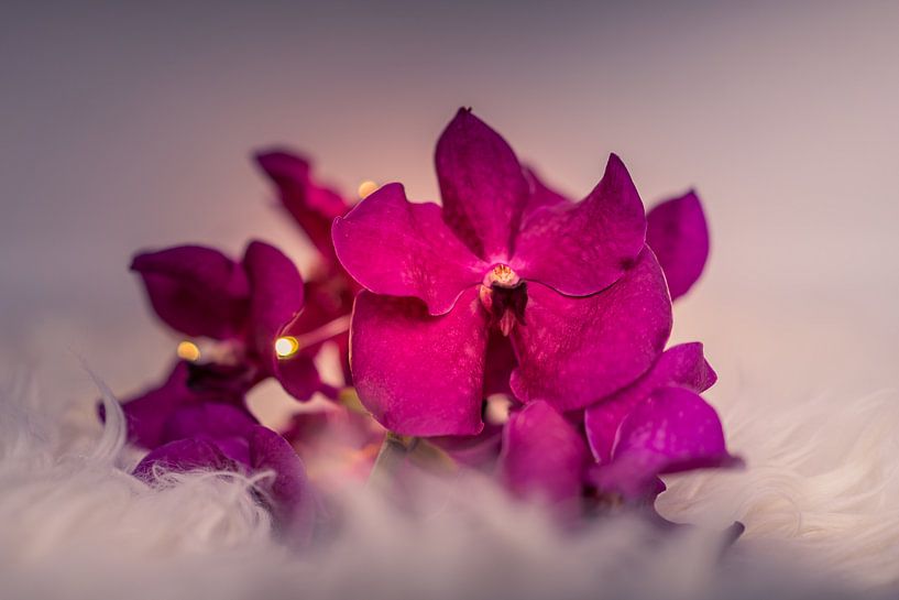 Gros plan sur une orchidée, fleur de nature morte par Sabine Keijzer