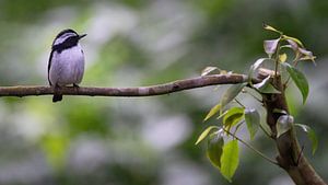 Elsterschnäpper in den Wäldern von Ost-Java