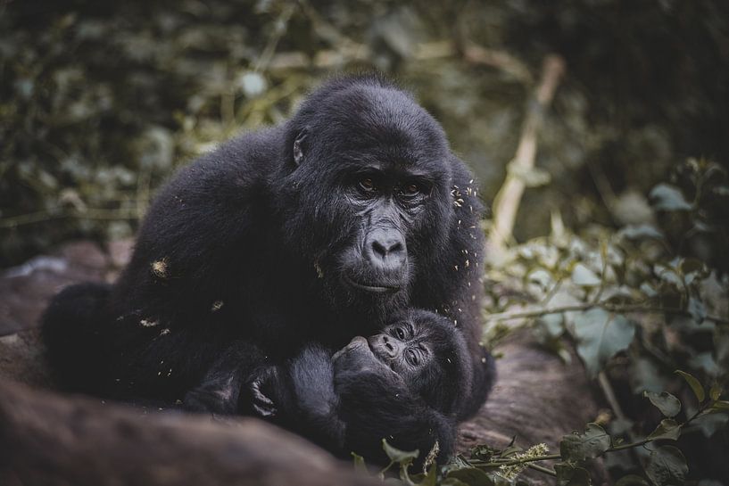 MOTHERS LOVE by Ssenyonyi Derrick