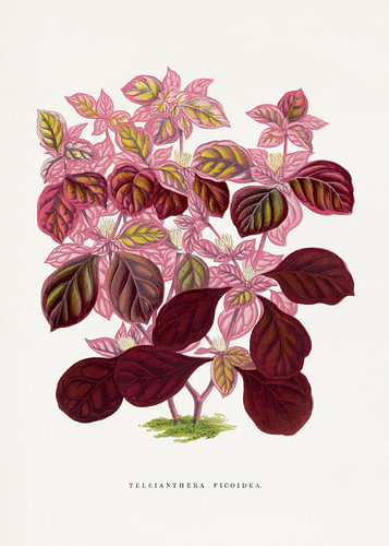 Illustration eines rosa Teleianthera-Ficoidea-Blattes