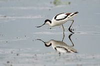 Foraging avocet