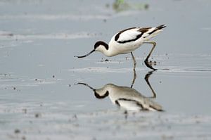 L'avocette en quête de nourriture
