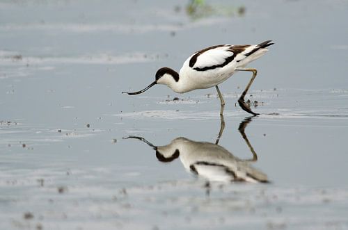 Foraging avocet
