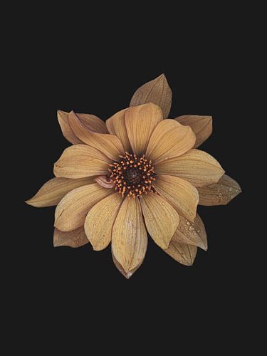 Gele dahlia met regendruppels