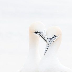 Paarung von Basstölpeln | Vogelfotografie von Marjolijn Maljaars