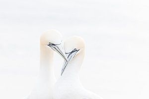 Couple de fous de Bassan en rut | photographie d'oiseau