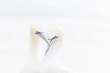 Verliefd paartje Jan van Genten | Vogelfotografie van Marjolijn Maljaars