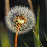 Pluizenbol