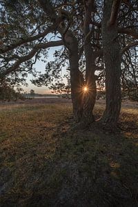 Eine strahlende Morgensonne (Sonnenstern) durch einen Baum