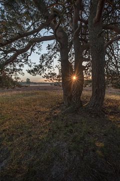 Un soleil brillant du matin (étoile du soleil) à travers un arbre