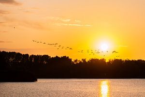 fliegende Gänse von Tania Perneel