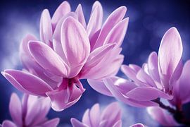 Magnolienblumen auf blauem Hintergrund. Illustration
