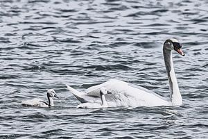 Schwan mit Schwanküken