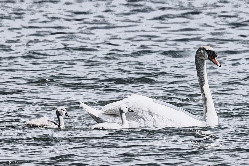 Swan with swan chicks by Andreas Müller
