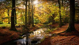 Herfstbos met kleuren en rivieren