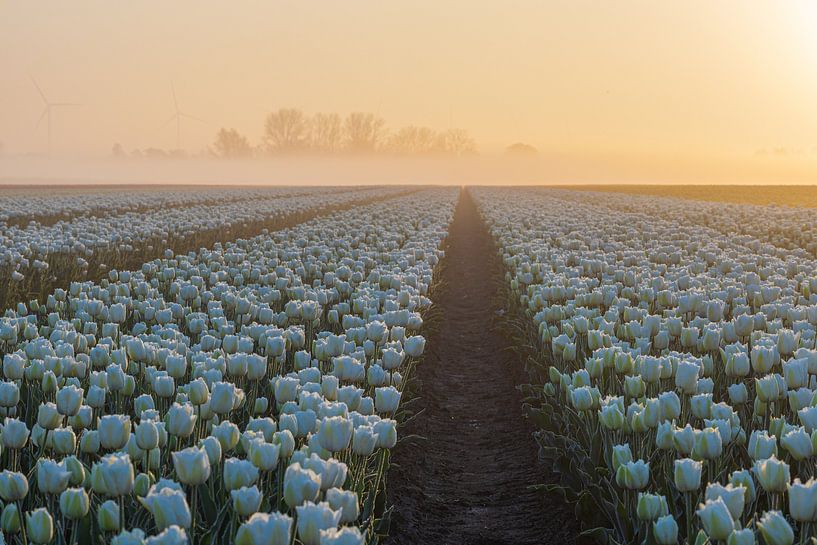 white tulips with misty sunrise by peterheinspictures