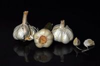 Knoflook familie