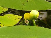 Pompebladen met bloem van Marian Steenbergen thumbnail