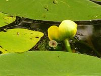 Pompebladen met bloem