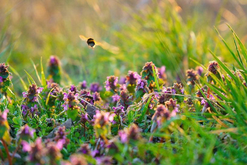 Hommel vliegt op een bloem om nectar te verzamelen van Martin Köbsch