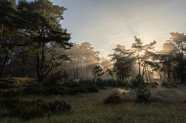 Planken Wambuis part 106