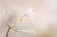Wood anemones by Lucia Leemans thumbnail
