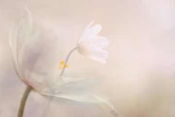 Wood anemones by Lucia Leemans